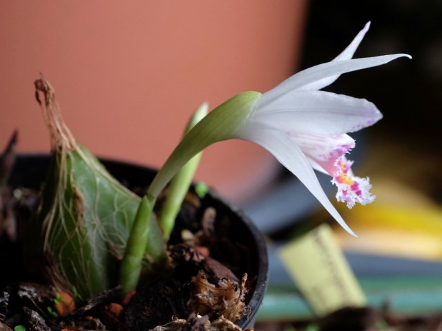 Pleione pacific bulb society