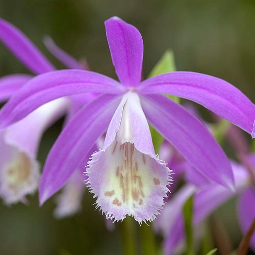 Peacock orchid â kusamono gardens