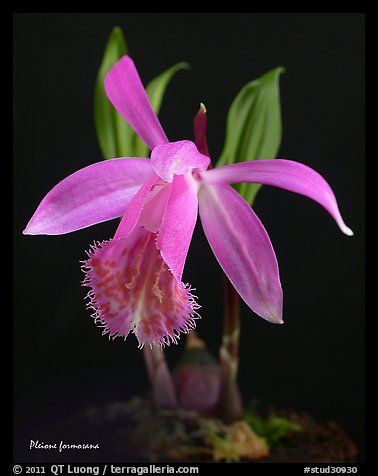 Picturephoto pleione formosana a species orchid exotic flowers beautiful orchids orchids