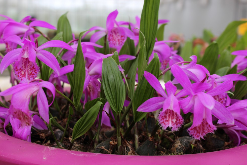 Pleione tongariro