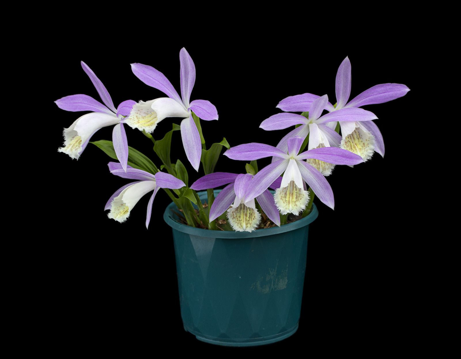 Pleione formosana ii orchid care orchidaceae beautiful orchids