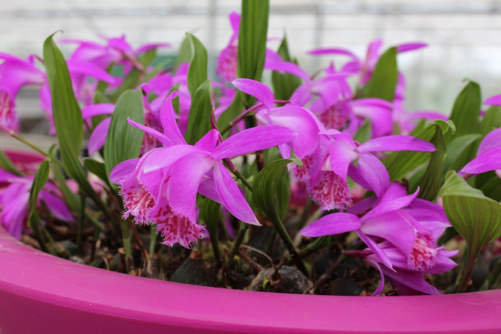 Pleione tongariro