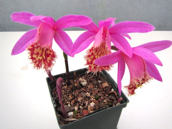 Pleione vesuvius phoenix â far reaches farm