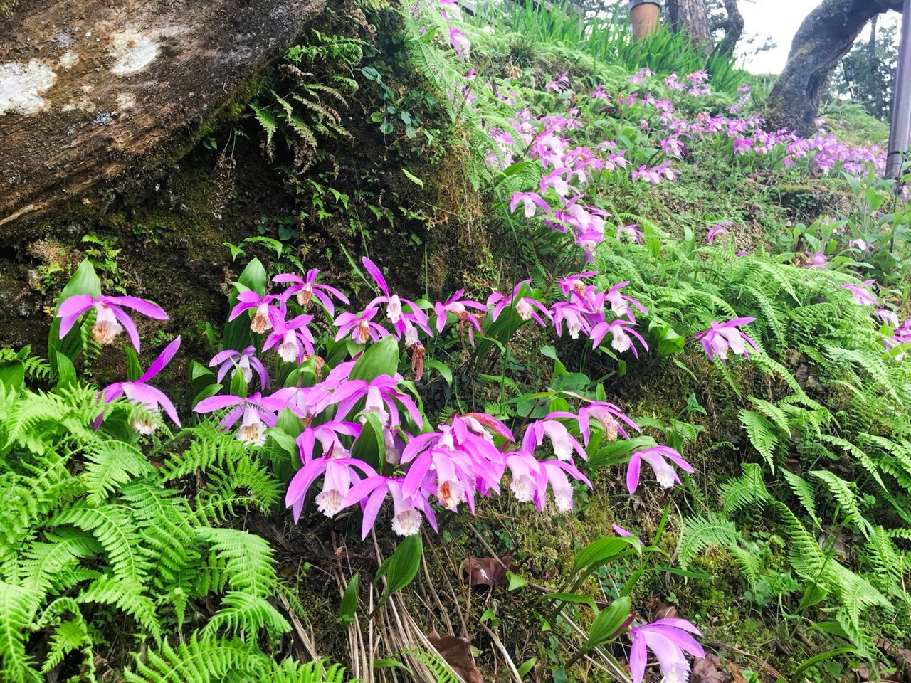 Filetaiwan pleione