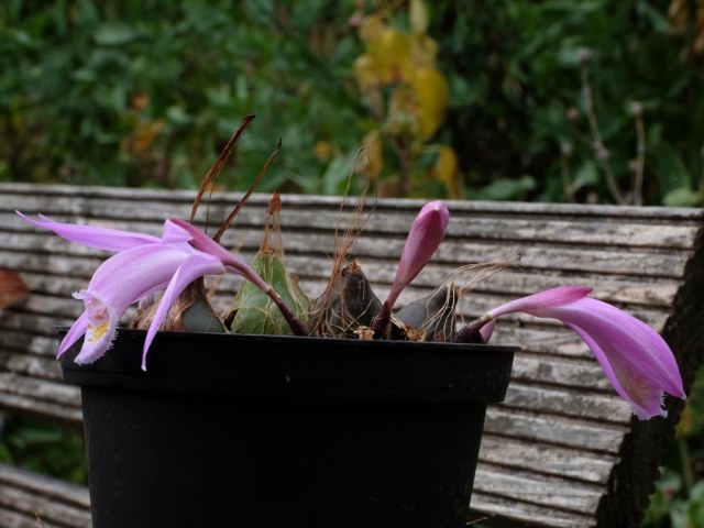 Pleione pacific bulb society