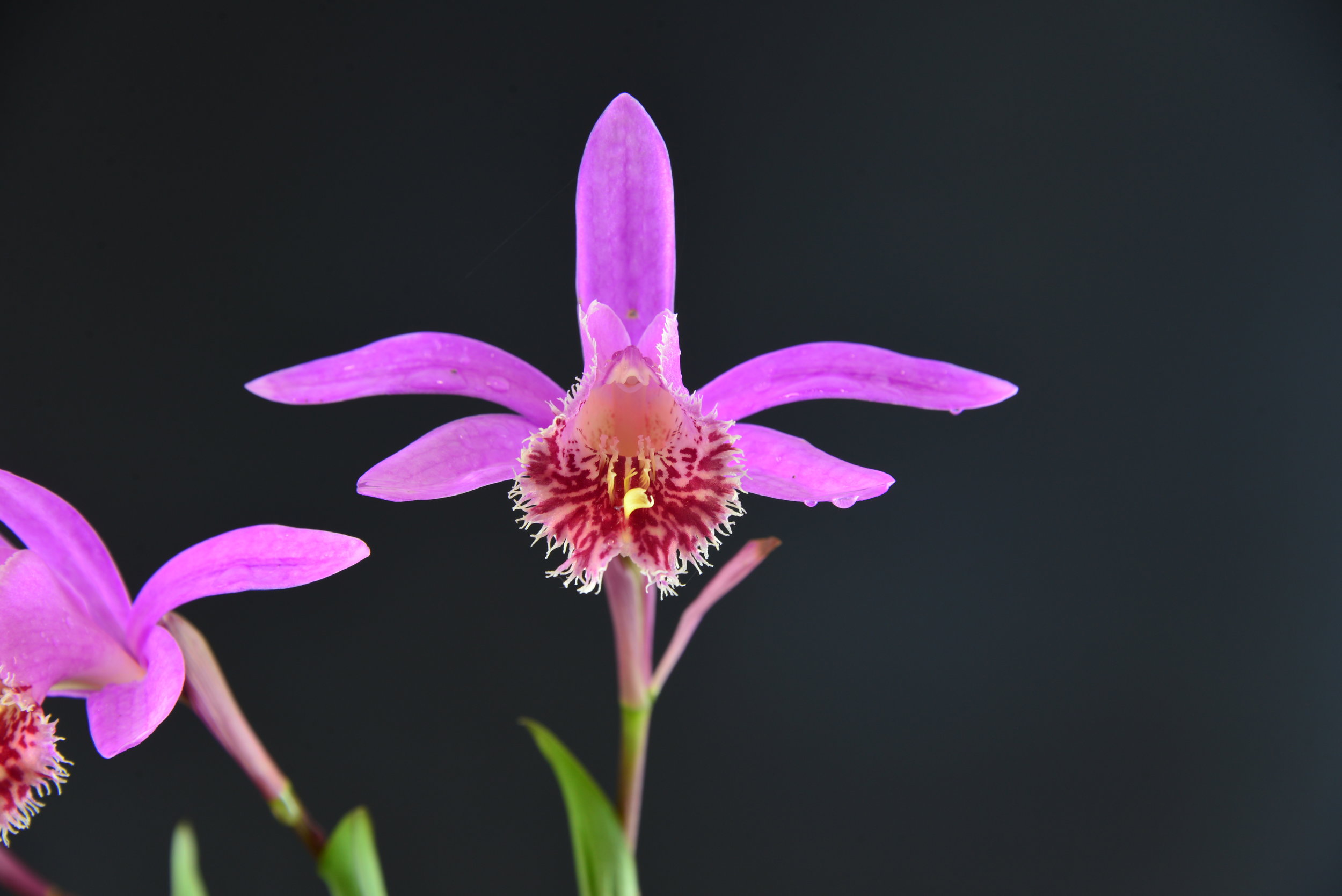 Peacock orchid â kusamono gardens