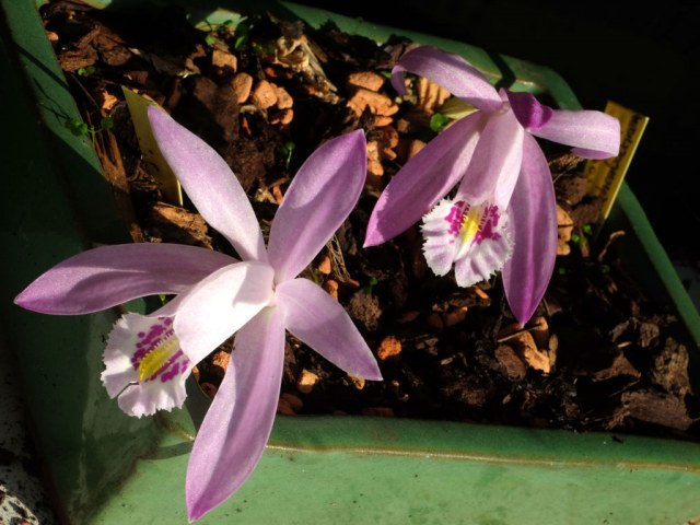 Pleione pacific bulb society