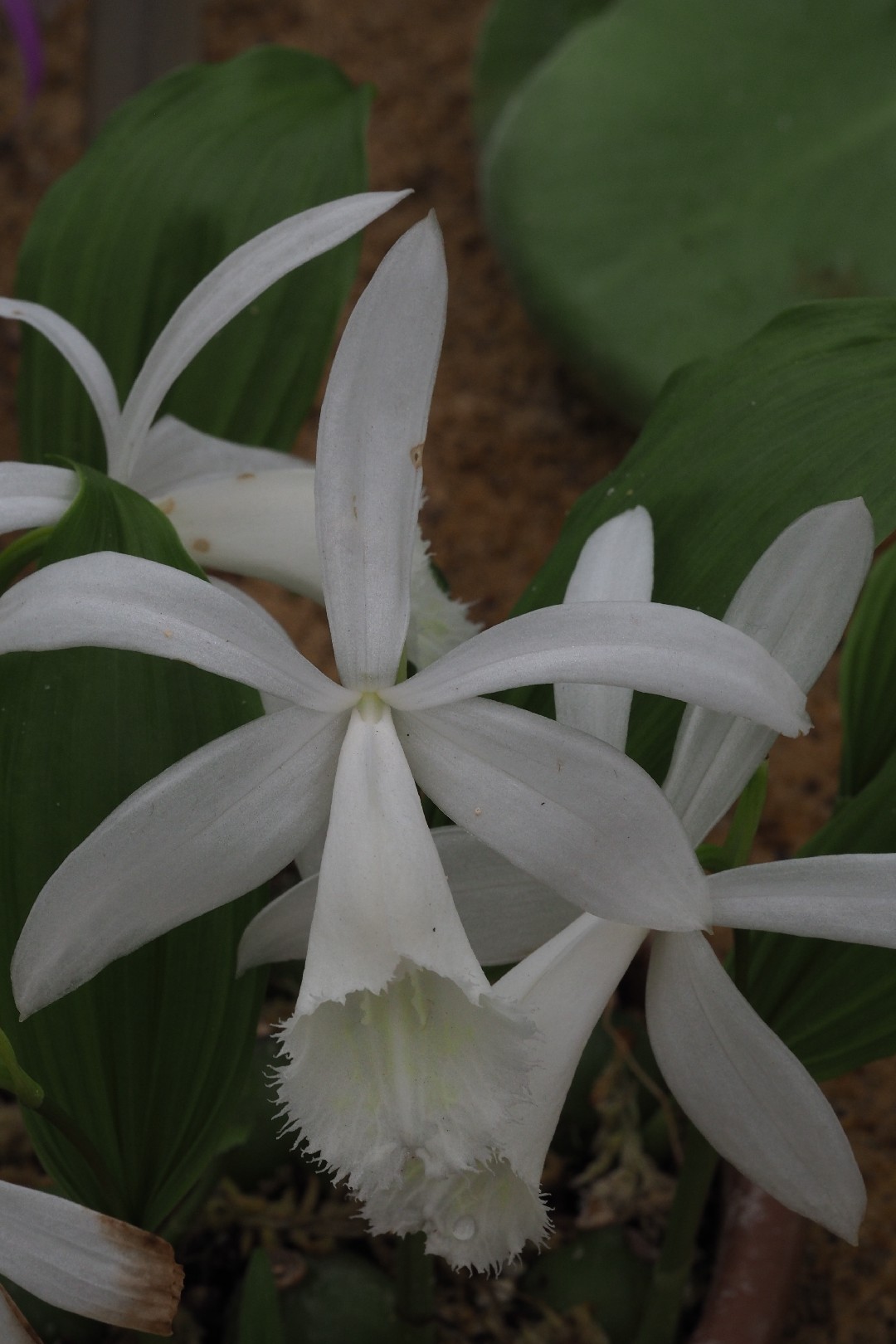 Windowsill orchid pleione formosana flower leaf care uses