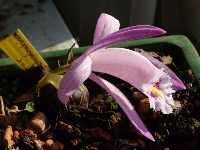 Pleione pacific bulb society