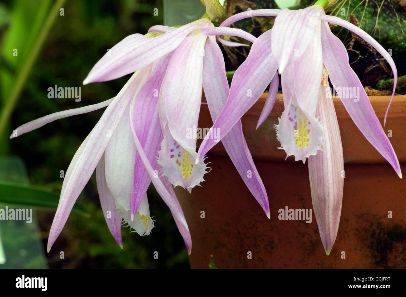 Pleione orchid hi