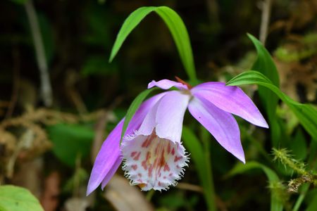 Taiwan pleione pleione formosana hayata pleione bulbocodioides stock photo picture and royalty free image image