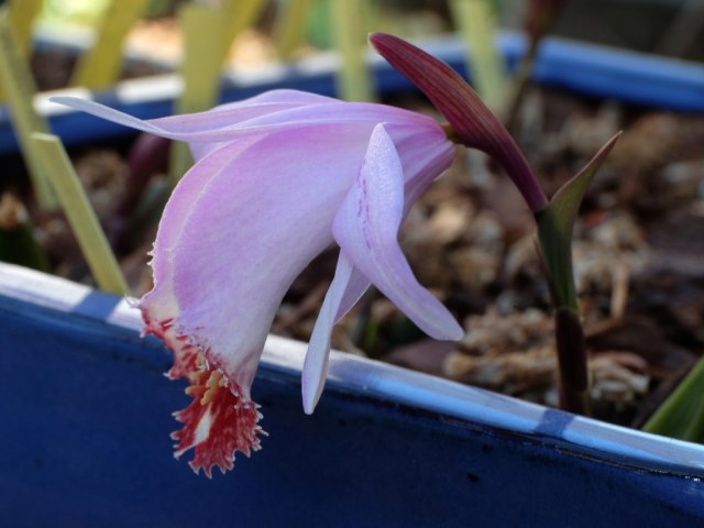 Pleione pacific bulb society