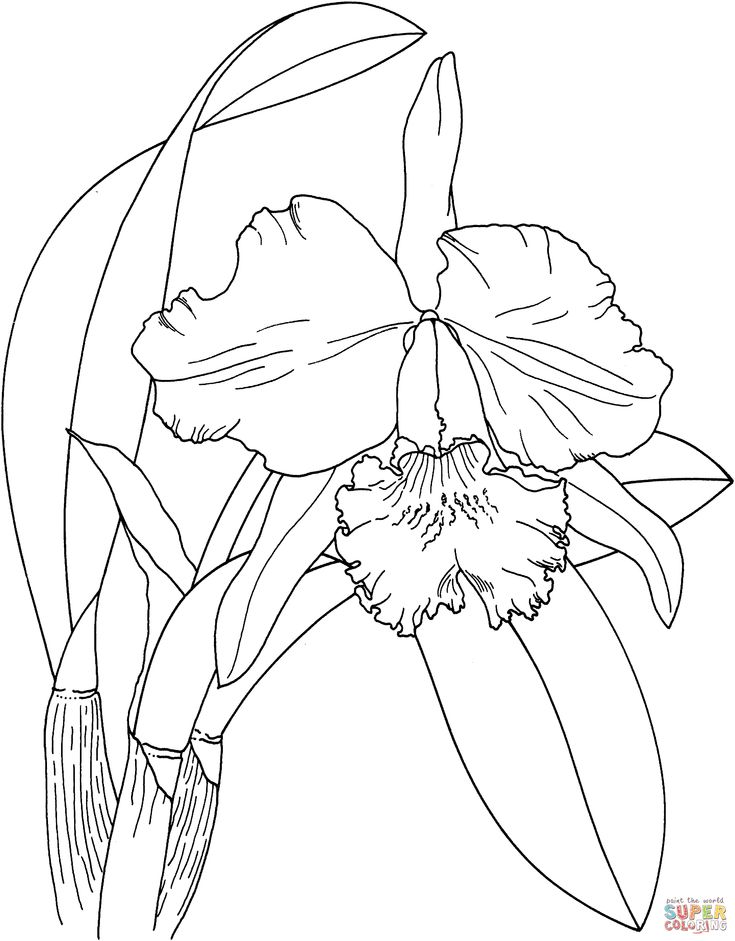 Dibujos de orquidea