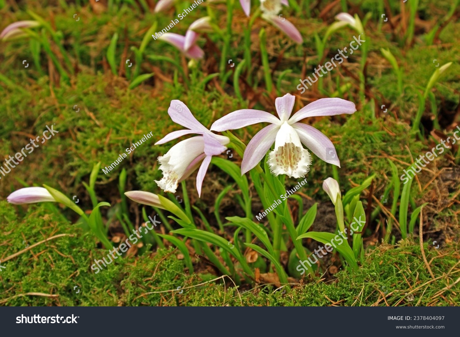 Pleione images stock photos d objects vectors