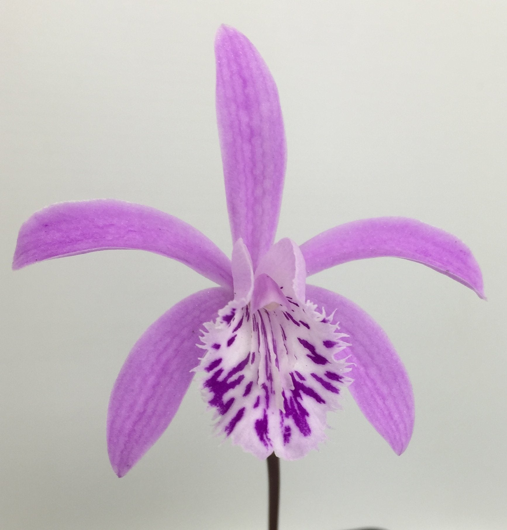 Pleione yunnanensis