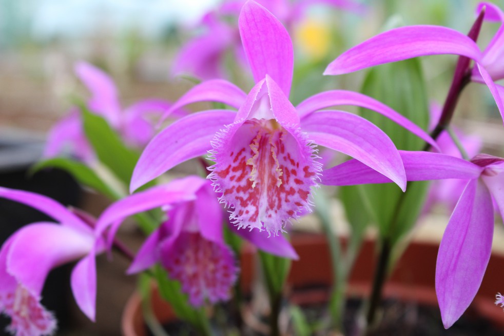 Pleione tongariro