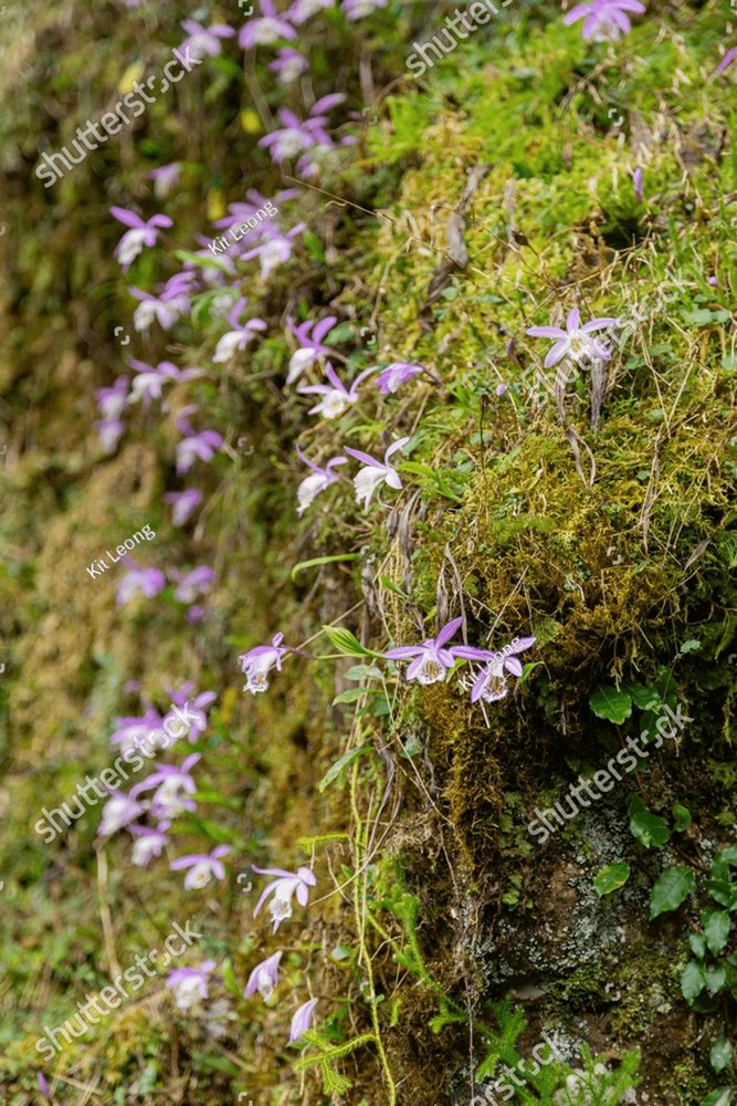 Pleione formosana blossom in alishan national forest recreation area at chiayi taiwan nature stock photos creative market