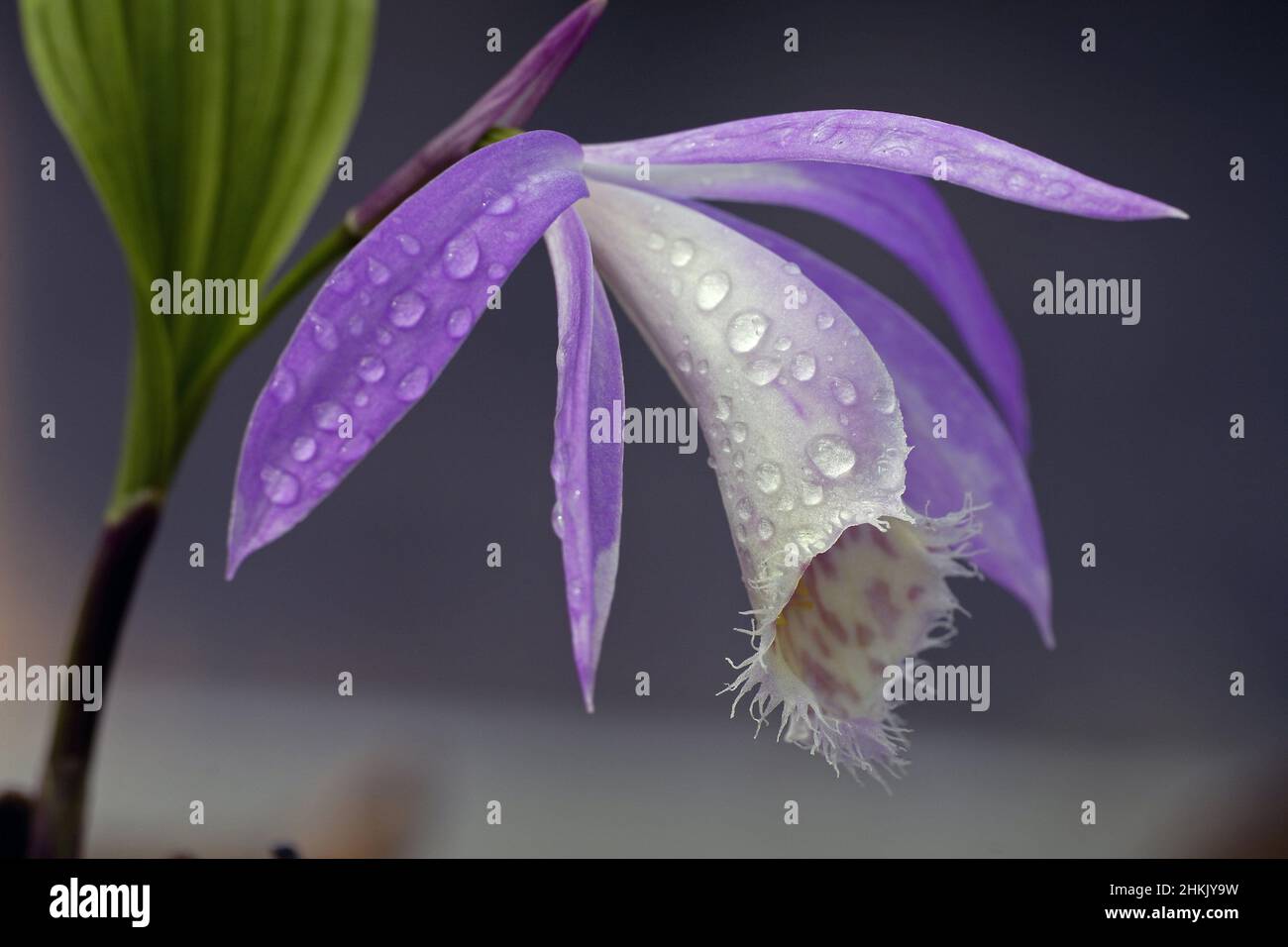 Pleione hi