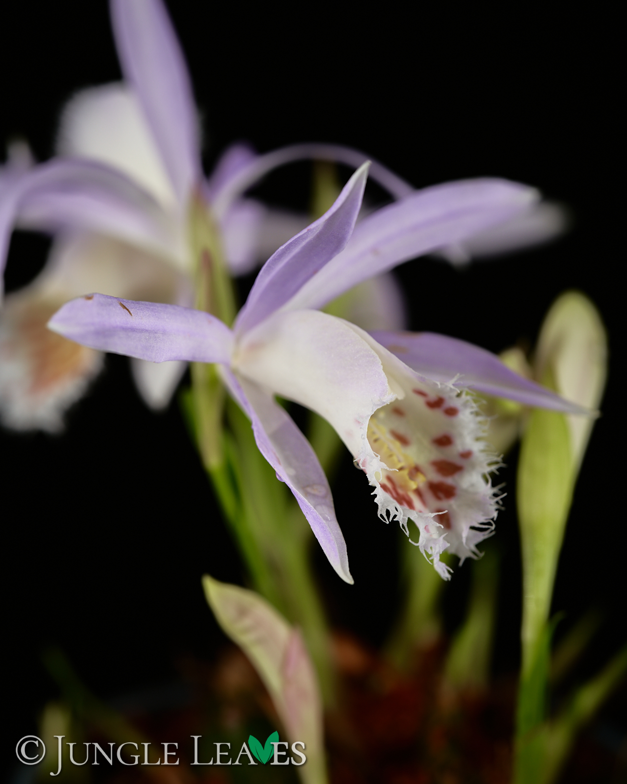 Pleione sp garn orchid