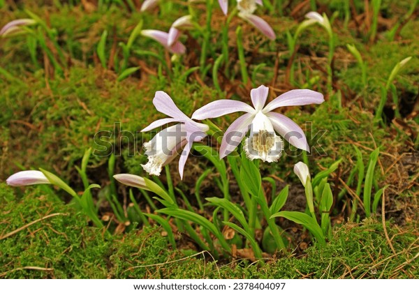 Pleione images stock photos d objects vectors