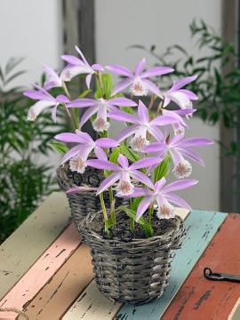 Pleione formosana in pot