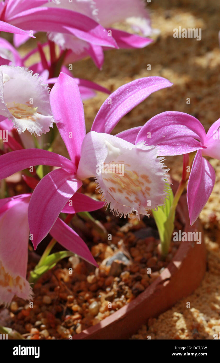 Pleione hi