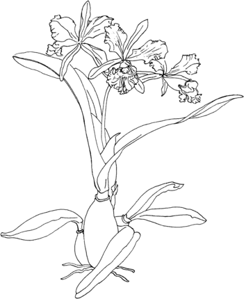 Cattleya maxima or christmas orchid coloring page orquidea para colorear flores para dibujar pãginas para colorear