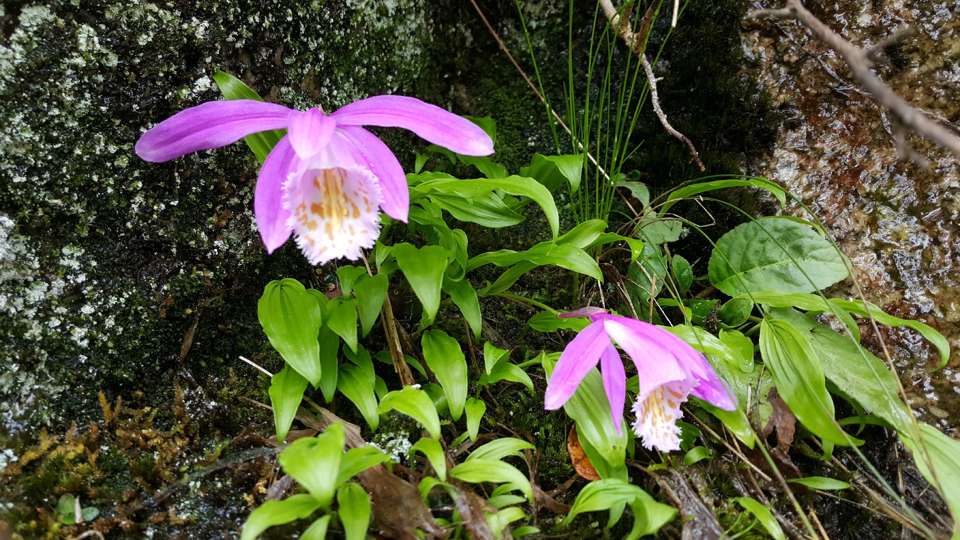 Windowsill orchid pleione formosana flower leaf care uses