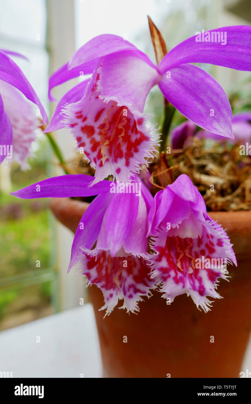 Pleione orchid hi