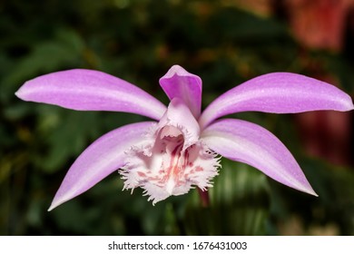 Pleione images stock photos d objects vectors