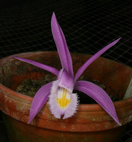 Pleione praecox wiki