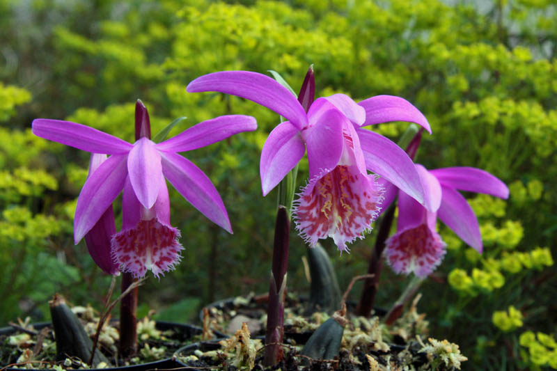 Pleione orchid care and culture s blog