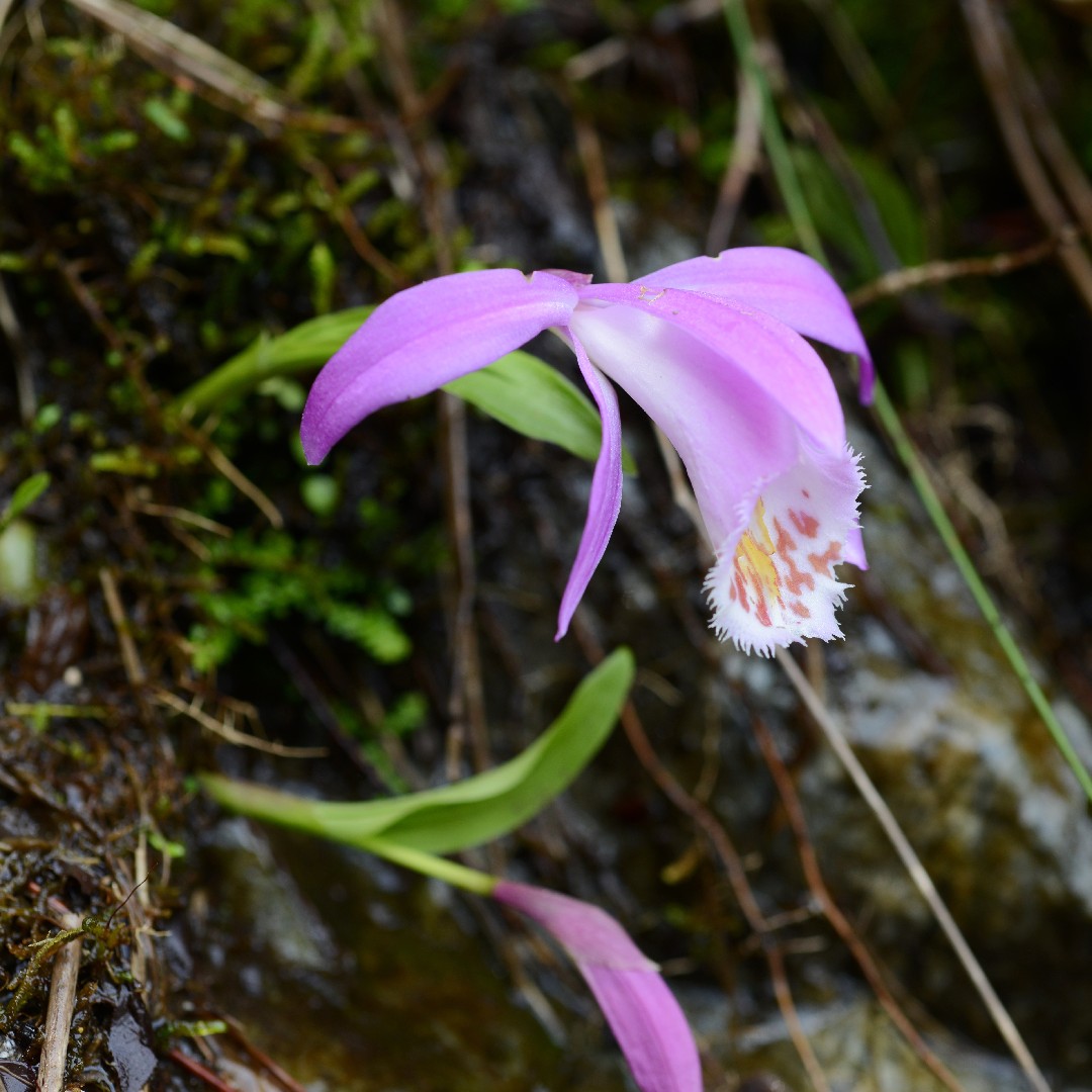 Windowsill orchid pleione formosana flower leaf care uses