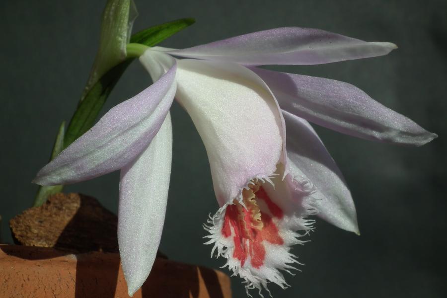 Pleione