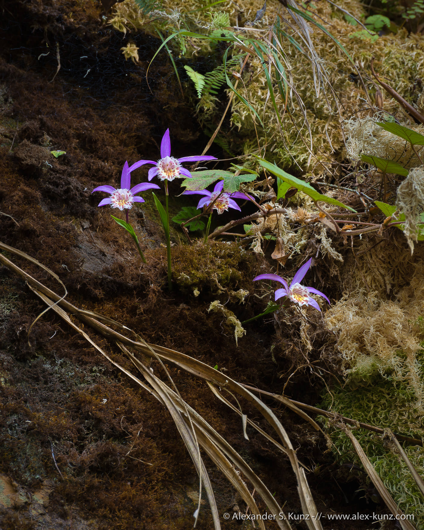 Peacock orchid pleione formosana â alexander s kunz photography