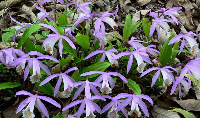 Orchids flowers pictures bulbophyllum vanda cattleya cymbidium phalaenopsis dendrobium culture care december