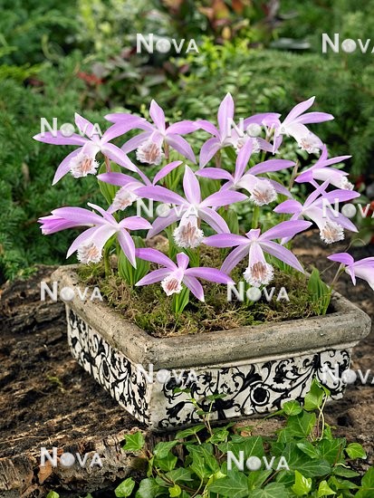 Pleione formosana in pot