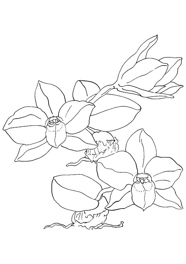 Orchid coloring pages