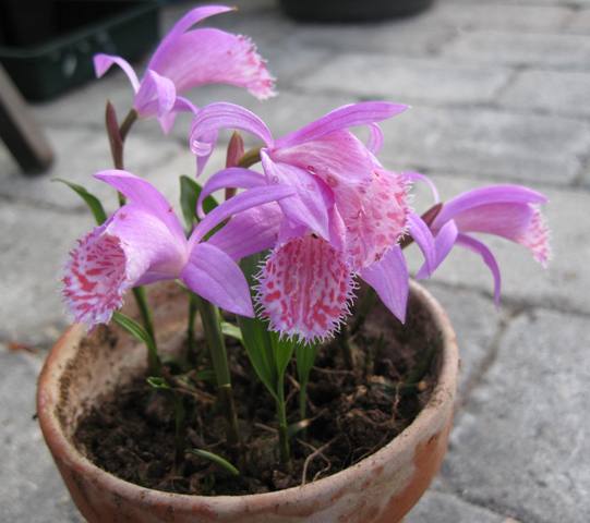 Pleione