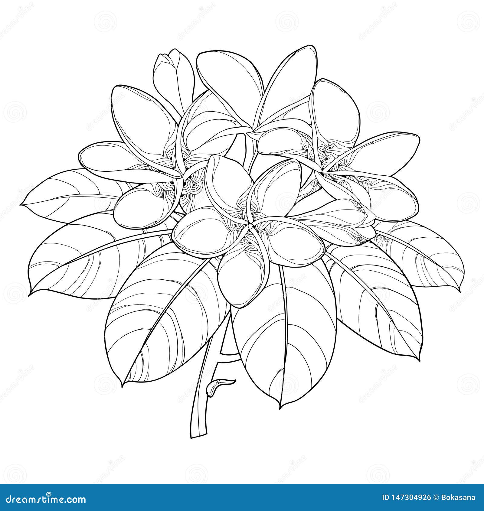 Vector branch of outline plumeria or frangipani flower bunch bud and ornate leaf in black isolated on white background stock vector