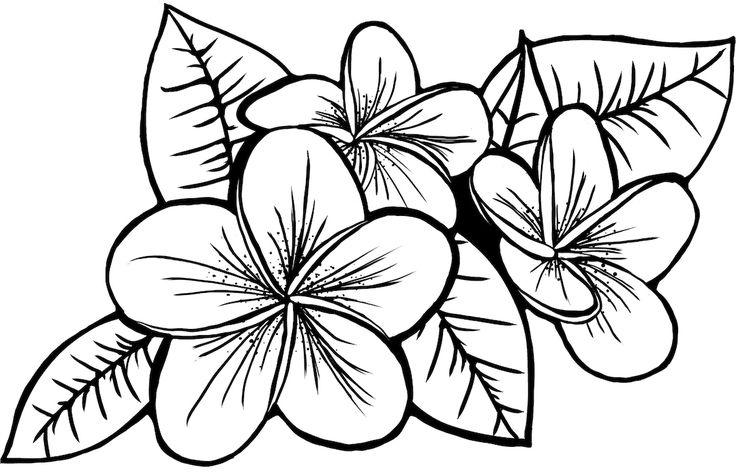 Hawaiian plumeria svg png file laser etch file cut file