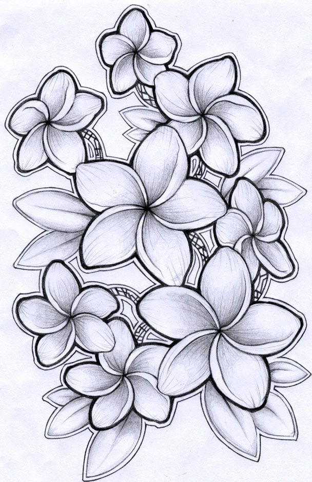 Plumeria tatuaje plumeria cãmo dibujar tatuajes tatuajes de flores