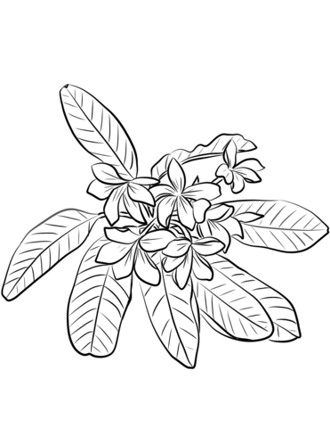 Red jasmine plumeria rubra coloring page free printable coloring pages