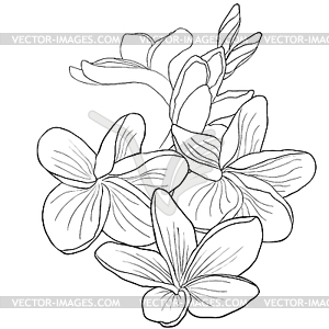 Coloring hawaiian plumeria flower an exotic