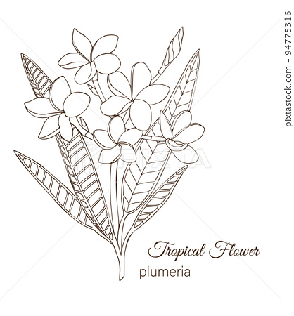 Vector illustration of tropical flower isolated