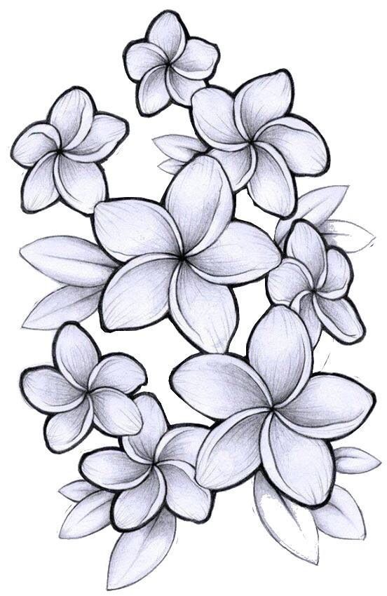 Plumeria flower drawing