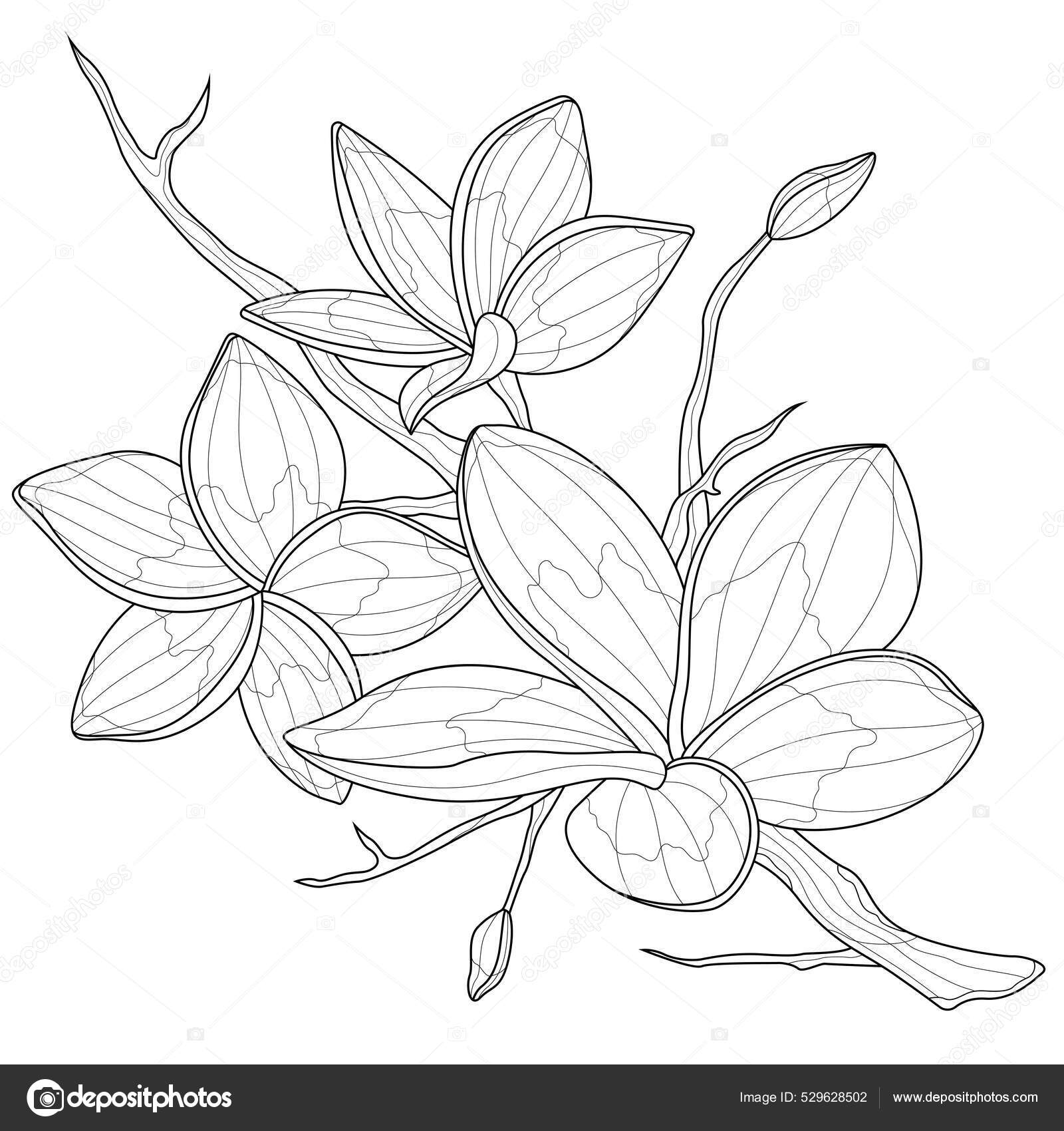 Plumeria flowers coloring book antistress children adults zen tangle style stock vector by vlasenkoekaterinkagmail