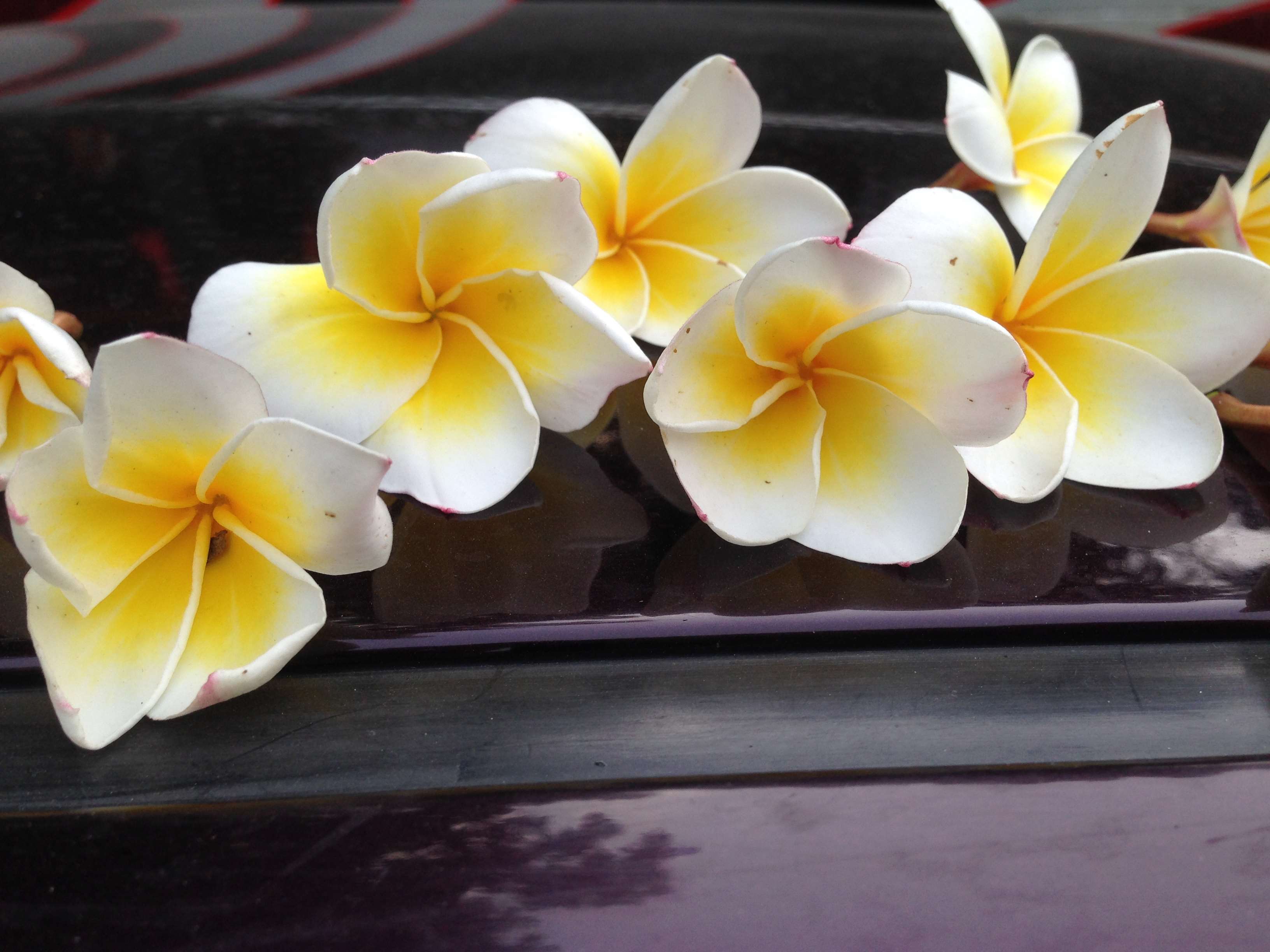 Download plumeria wallpaper Bhmpics