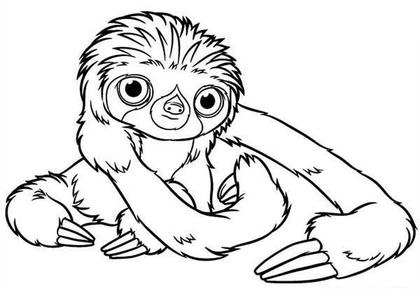 Sloth baby sloth coloring page super coloring pages cute coloring pages coloring pages