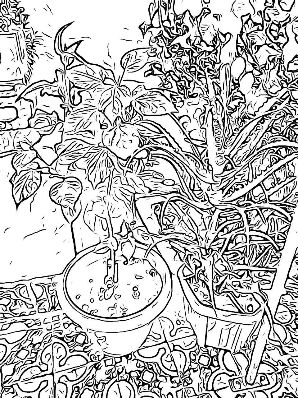 Plants poetry coloring book â plants poetry